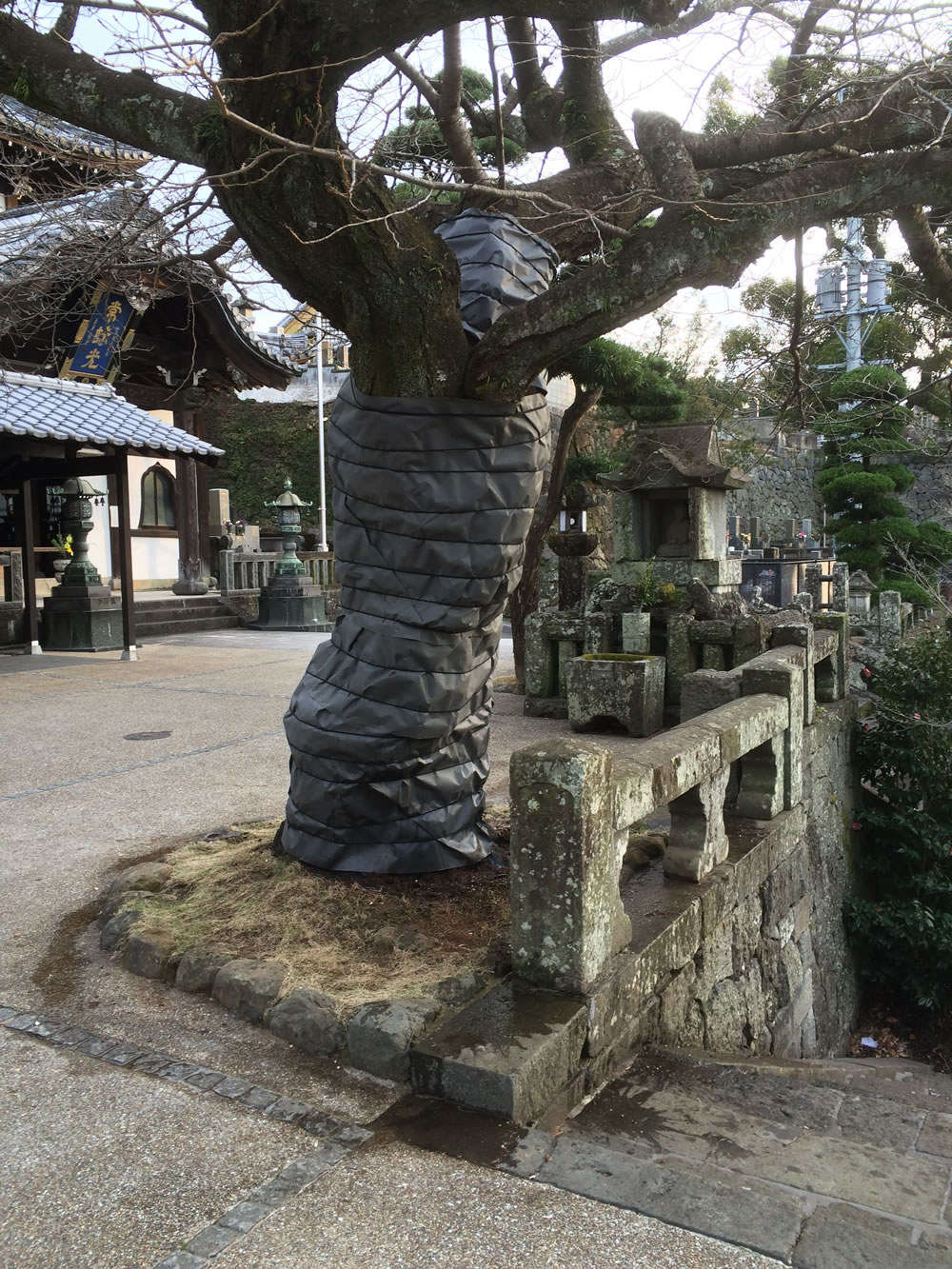 枯れ木 長野自動車道沿いのアカマツの枯れ木を伐採しています | 信州森林