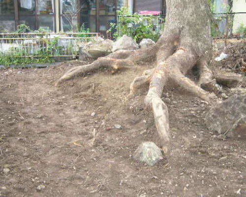 ⑩樹木の生命力を感じてほしいと根張りを掘り出しました。クスノキ直径1.2ｍ。  